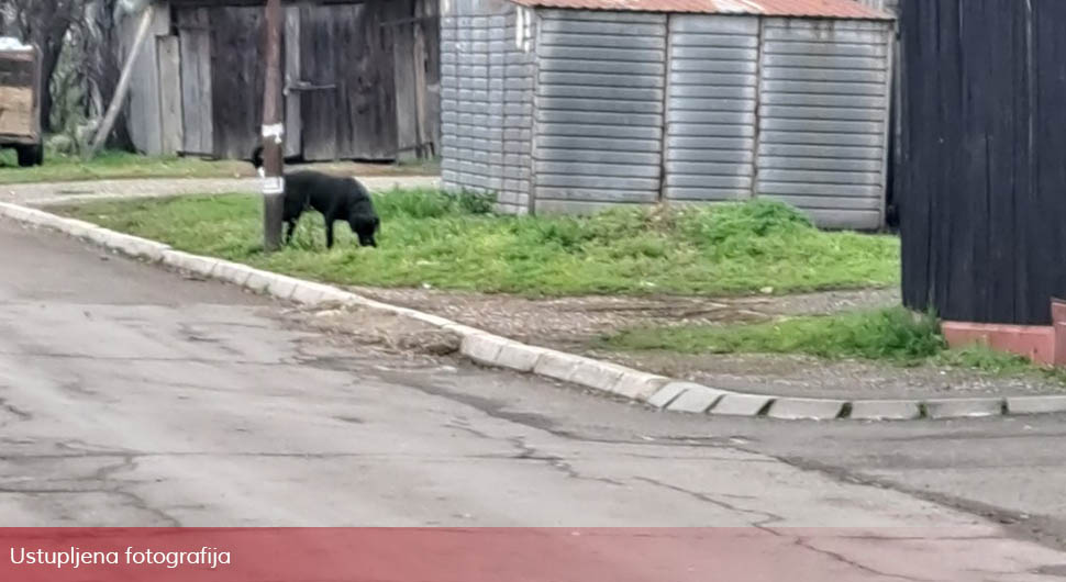 rotvajler kozarska dubica1.jpg